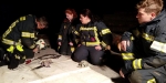 2017_10_11_Training_Trenn- und Schneidgeräte - Freiw. Feuerwehr Baden-Stadt / www.ffbs.at
