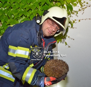 20.05.2014 - Tierrettung Igel