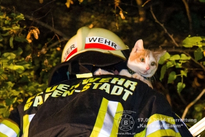 2014.09.17 Tierrettung - Katze auf Baum