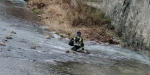 Handtaschenbergung aus dem Schwechatfluss