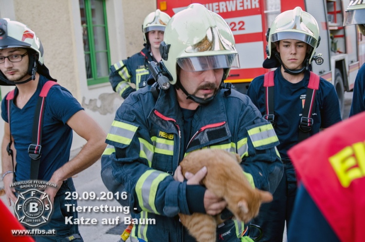 29.09.2016 - Tierrettung - Katze auf Baum