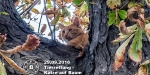 29.09.2016 - Tierrettung - Katze auf Baum