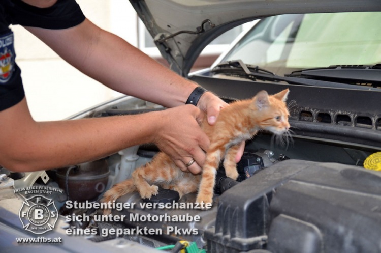 Tierrettung in Baden Foto: FF Baden-Stadt / Fritz Beichbuchner