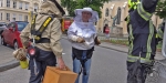 20200521 Entfernung eines Bienenschwarm in Badener Innenstadt