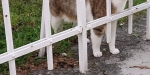 20220320 Tierrettung in Baden