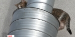 20220320 Tierrettung in Baden