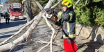 20230311 Sturmschaden in Baden