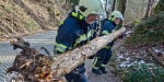 20190113 Strumschaden Zufahrt zum Rudolfshof Baden  Foto: Alexandra Stosch